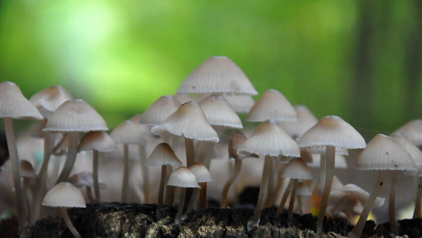 Paddenstoelen